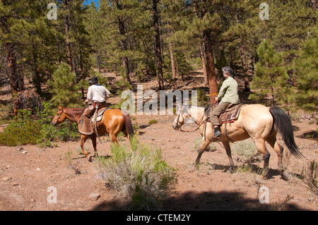 USA Utah Escalante, balade à cheval jusqu'au plateau d'Aquarius à travers forêt de pins ponderosa. Banque D'Images