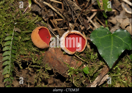 Sarcoscypha coccinea Scarlet elf cup champignon saprophyte sur bois Banque D'Images