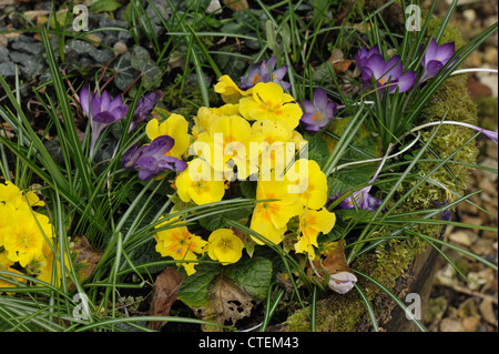 Dommages à l'escargot et limaces primevères et crocus au début du printemps Banque D'Images