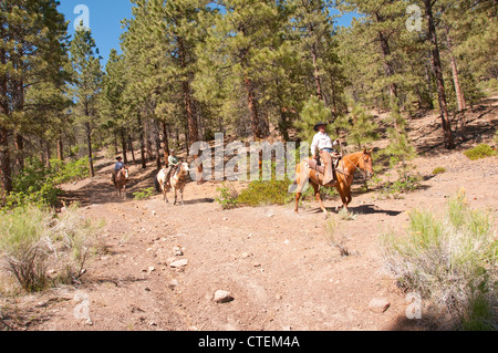 USA Utah Escalante, balade à cheval jusqu'au plateau d'Aquarius à travers forêt de pins ponderosa. Banque D'Images