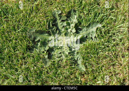 Bon hawksbeard (Crepis capillaris) rosette de feuilles dans une pelouse tondue fermer Banque D'Images