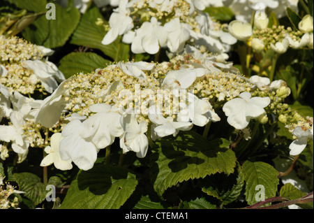 Boule de neige Viburnum plicatum japonais bush fleurs blanches sur les arbustes d'ornement Banque D'Images