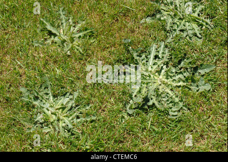 Bon hawksbeard (Crepis capillaris) rosette de feuilles dans une pelouse tondue fermer Banque D'Images