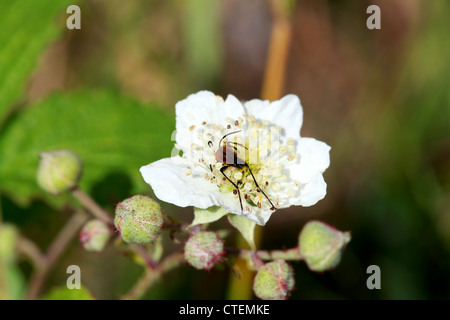 Blackberry - Rubus fruticosus fleur blanche à l'extérieur Banque D'Images