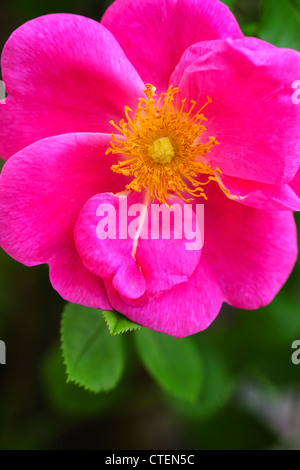 USA, l'État de New York, New York City, close-up of pink begonia Banque D'Images