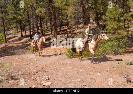 USA Utah Escalante, balade à cheval jusqu'au plateau d'Aquarius à travers forêt de pins ponderosa. Banque D'Images