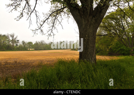 Scène d'un champ agricole à Tyler State Park dans le comté de Bucks, Pennsylvanie Banque D'Images