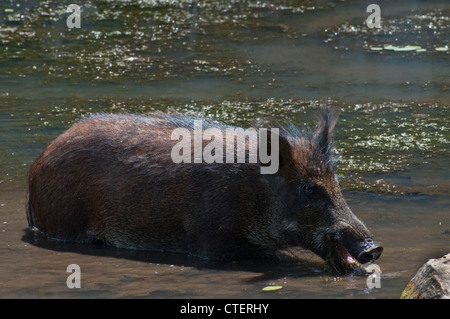 Un porc sauvage dans un étang. Banque D'Images