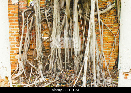 Stock Photo - mur de briques couvertes de bois racine Banque D'Images