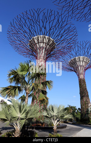 Jardins à Supertrees par la baie de Singapour. Banque D'Images