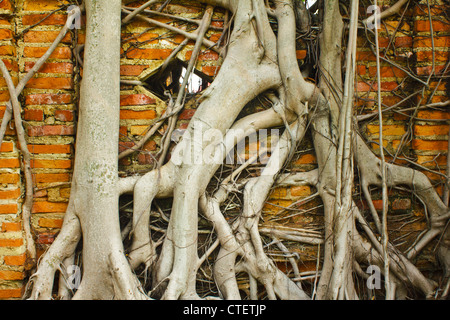 Stock Photo - mur de briques couvertes de bois racine Banque D'Images