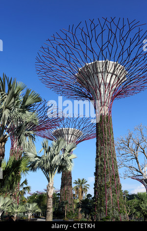 Jardins à Supertrees par la baie de Singapour. Banque D'Images