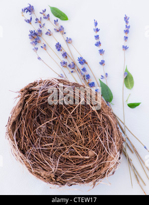 Close up of straw Bird's Nest et lavande, studio shot Banque D'Images