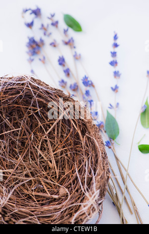 Close up of straw Bird's Nest et lavande, studio shot Banque D'Images