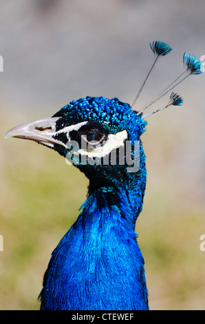 Paons Indiens bleu paon (Pavo Cristatus /). Gros plan du chef Banque D'Images