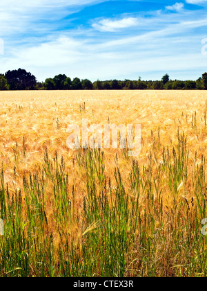 L'invasion de l'herbe dans la zone d'affinage de l'orge en campagne française - Indre-et-Loire, France. Banque D'Images