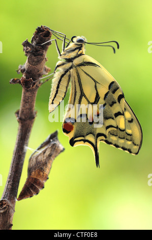 Papillon du machaon nouvellement éclos (Papilio machaon) Banque D'Images