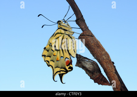 Papillon du machaon nouvellement éclos (Papilio machaon) Banque D'Images