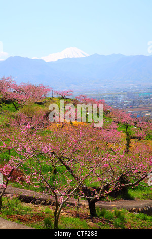 Peach Tree et Mt. Fuji au printemps, Yamanashi, Japon Banque D'Images