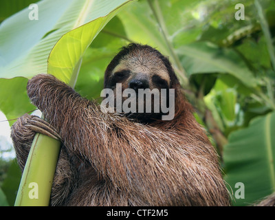 Trois-toed sloth dans un bananier, Costa Rica Banque D'Images