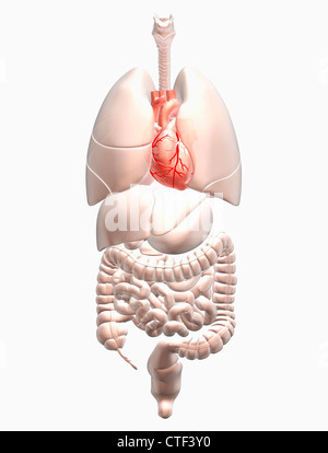 Illustration montrant la recherche biomédicale les organes internes avec coeur rouge Banque D'Images