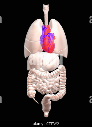 Illustration montrant la recherche biomédicale les organes internes avec coeur rouge Banque D'Images