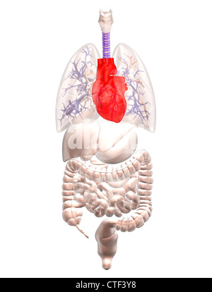 Illustration montrant la recherche biomédicale les organes internes avec coeur rouge Banque D'Images