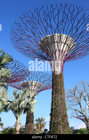 Jardins à Supertrees par la baie de Singapour. Banque D'Images