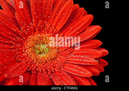 Marguerite gerbera rouge Banque D'Images