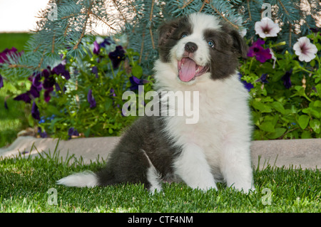 Neuf semaines chiot border collie Banque D'Images