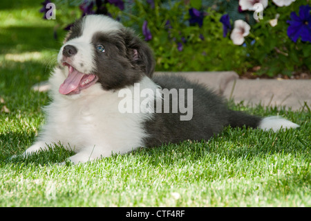 Neuf semaines chiot border collie Banque D'Images