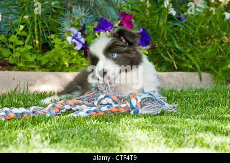 Neuf semaines chiot border collie jouant avec corde jouet Banque D'Images