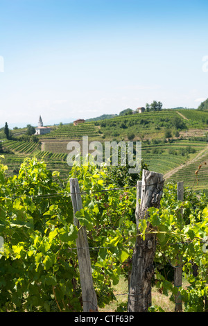 Une vue sur les collines de vignobles Collio Slovène Banque D'Images