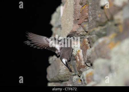 Hydrobates pelagicus pétrel tempête européenne site de reproduction à la réserve RSPB Mousa Shetland, Écosse, Royaume-Uni Banque D'Images