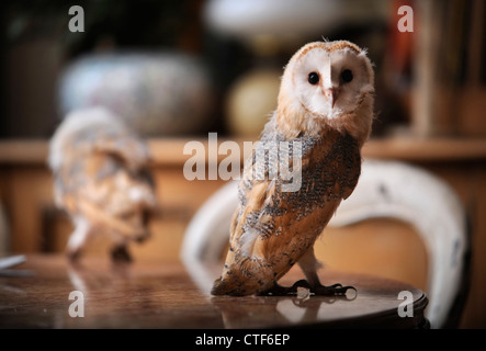 Une maison occupée par une paire de Barn Owl UK Banque D'Images