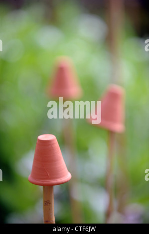 Pots en terre cuite miniature utilisé comme sécurité oculaire canne toppers dans un potager UK Banque D'Images