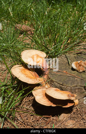 Durée de champignon, peut-être l'artiste Conk (Ganoderma applanatum) croissant sur souche d'arbre de chêne. Banque D'Images