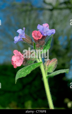 Pulmonaire Pulmonaria officinalis (Boraginaceae) Banque D'Images
