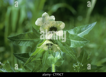 Hyoscyamus niger jusquiame noire (Solanaceae) Banque D'Images