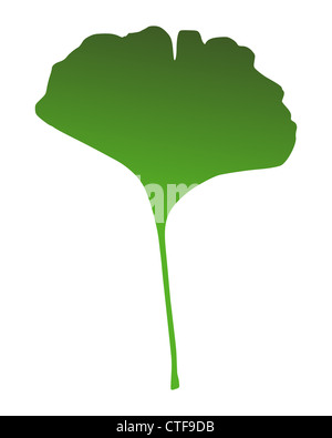 Feuille de Ginkgo Banque D'Images