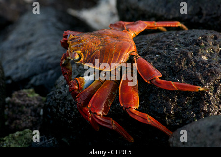Un Sally Lightfoot crab (grapsus grapsus) sur les rives de l'île de Santa Fe dans les îles Galapagos, en équateur. Banque D'Images