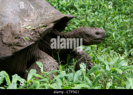 Une tortue géante de santa cruz (chelonoidis nigra porteri) trudges à travers la verdure dans les îles Galapagos, en équateur. Banque D'Images