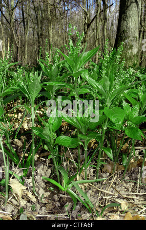 Le MERCURE DU CHIEN Mercurialis perennis (Euphorbiaceae) Banque D'Images