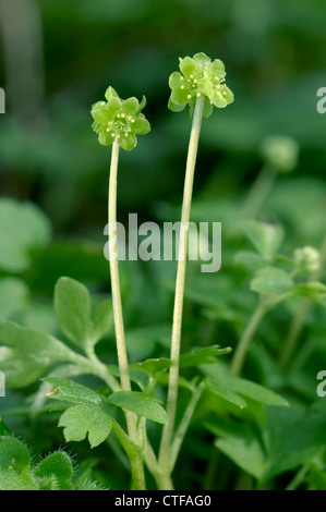 MOSCHATEL Adoxa moschatellina (Adoxaceae) Banque D'Images