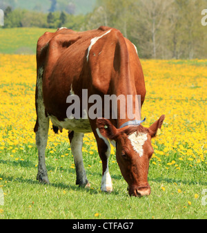 Vache brun et blanc manger dans un champ de fleurs de pissenlit par printemps jaune Banque D'Images