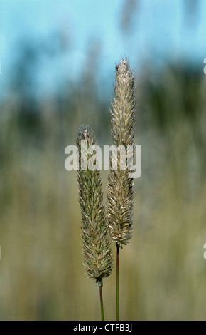 TIMOTHY Phleum pratense Banque D'Images