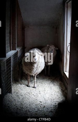Deux moutons en regardant grange avec caméra cocked généraux. Banque D'Images