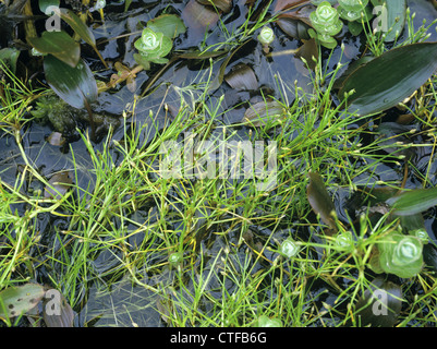 CLUB-RUSH FLOTTANTE Eleogiton fluitans (Cyperaceae) Banque D'Images