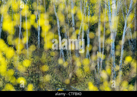 Les bouleaux de printemps comme vu par des problèmes de mise au point des feuilles de bouleau, le Grand Sudbury, Ontario, Canada Banque D'Images