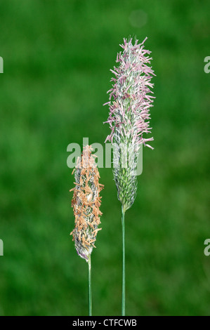 Alopecurus pratensis vulpin des prés Banque D'Images